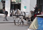 City carriage horses